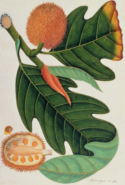 Trab or Artocarpus incesses, from Drawings of Plants from Malacca, c.1805-18 by Chinese School